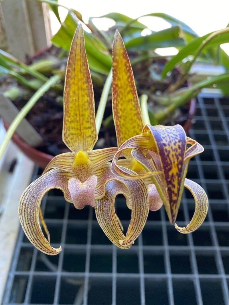 Bulbophyllum