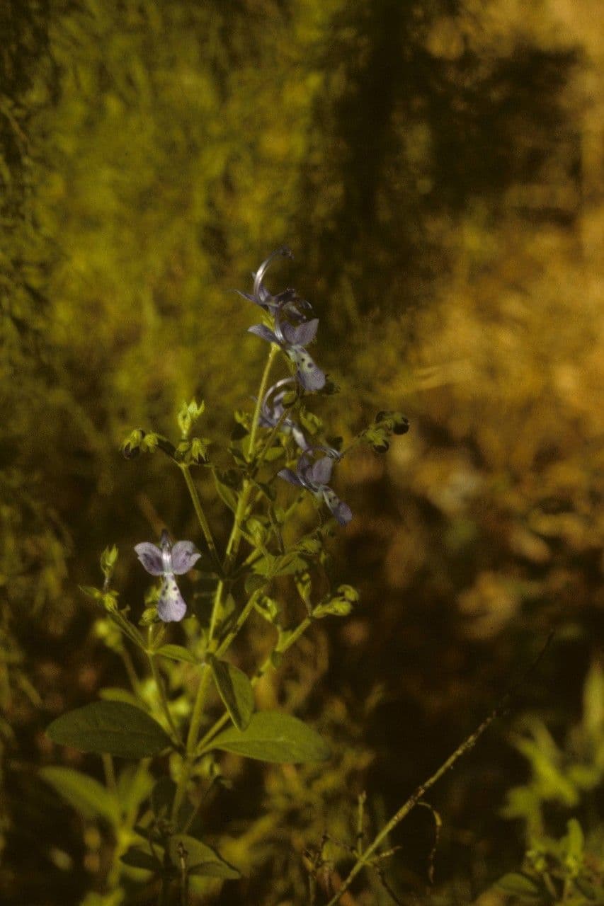 Trichostema Dichotomum 10