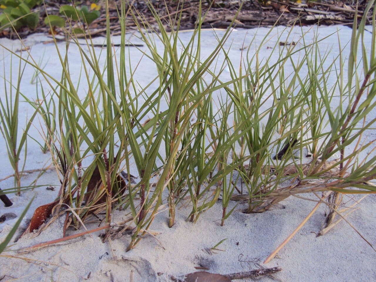 Sporobolus virginicus 4
