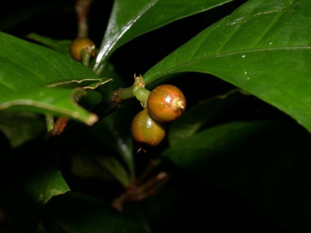 Eumachia