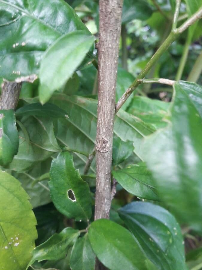 Hibiscus cispadanus 18