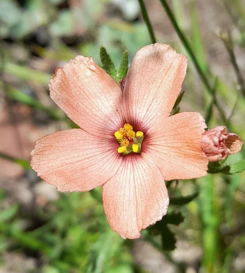 Turnera sidoides 4