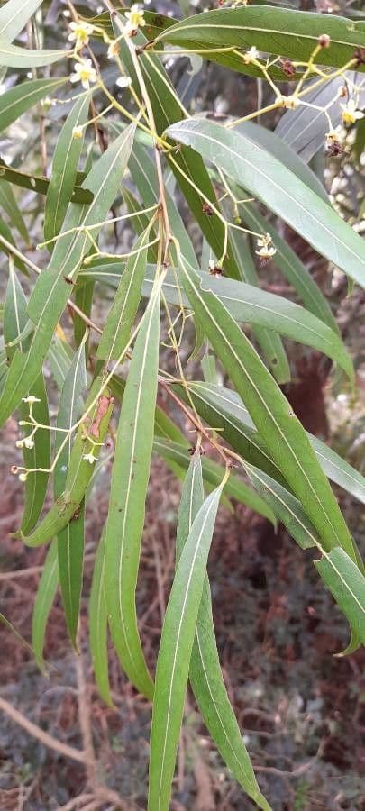 Nectandra angustifolia 11