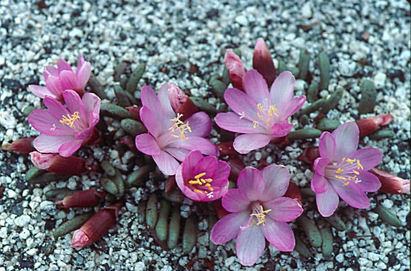 Lewisia 5