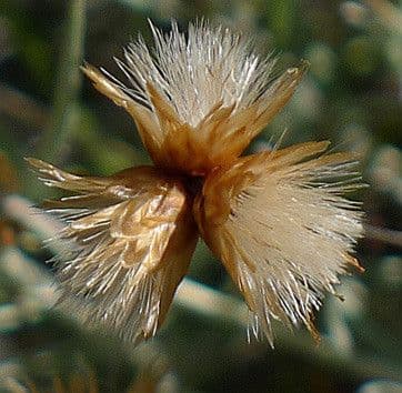 Phagnalon 2