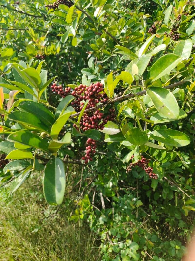 Zanthoxylum zanthoxyloides 2