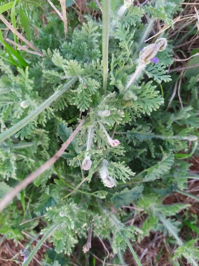 Lavanda multifida 15