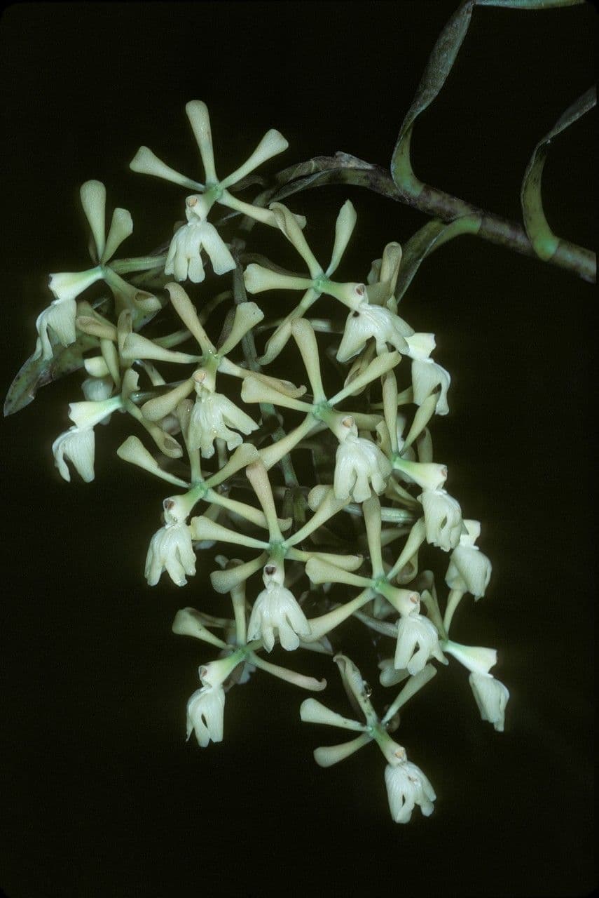 Epidendrum coronado