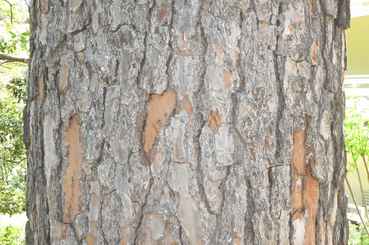 Pino 5