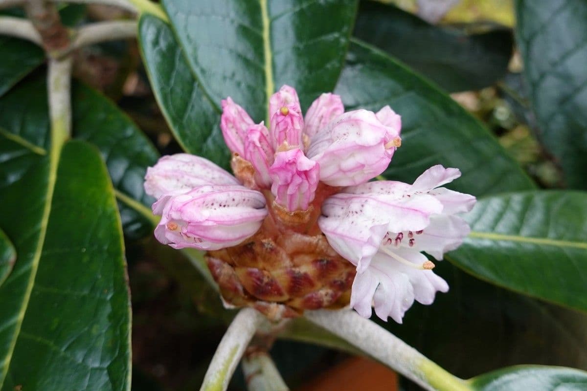 Rododendro 22