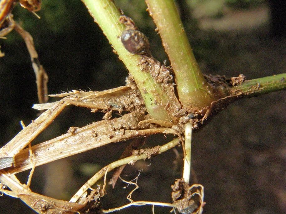 Ocellochloa stolonifera 9