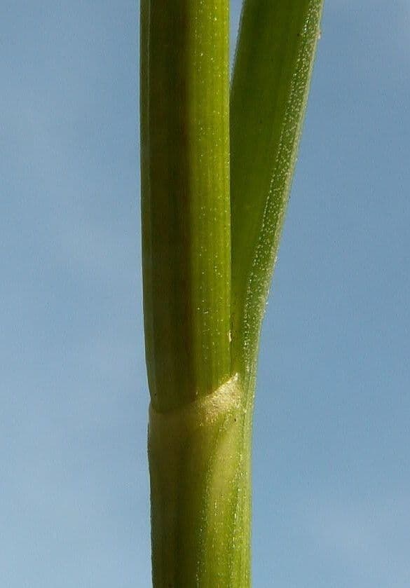 Kohl-Lauch 22