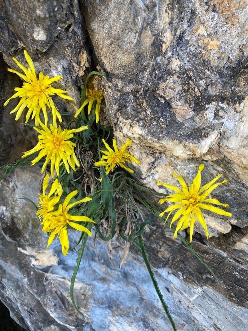 Scorzonera austriaca 7