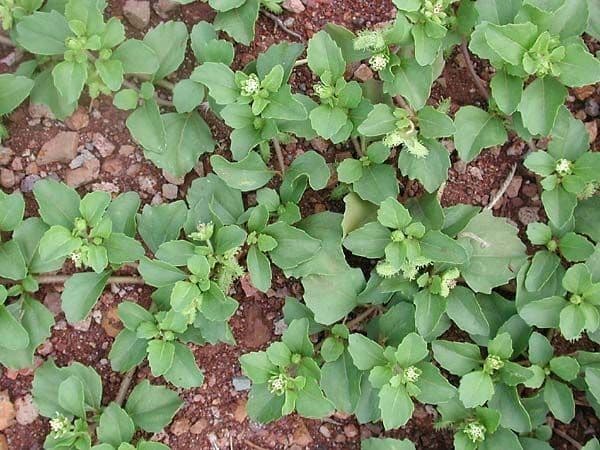 Acanthospermum australe 12