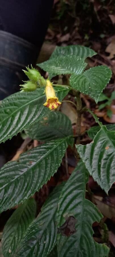 Gasteranthus 6