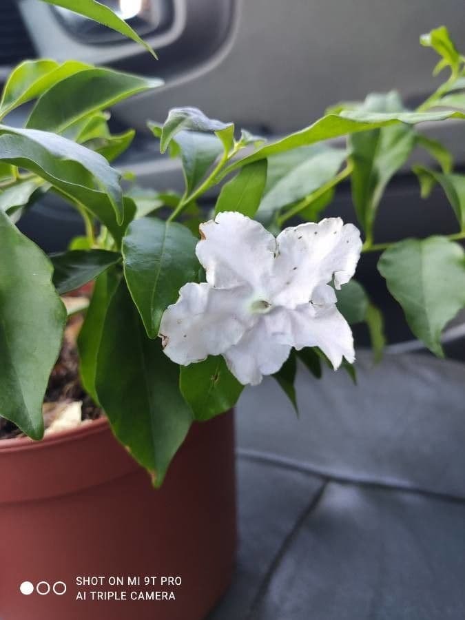 Brunfelsia australe 3