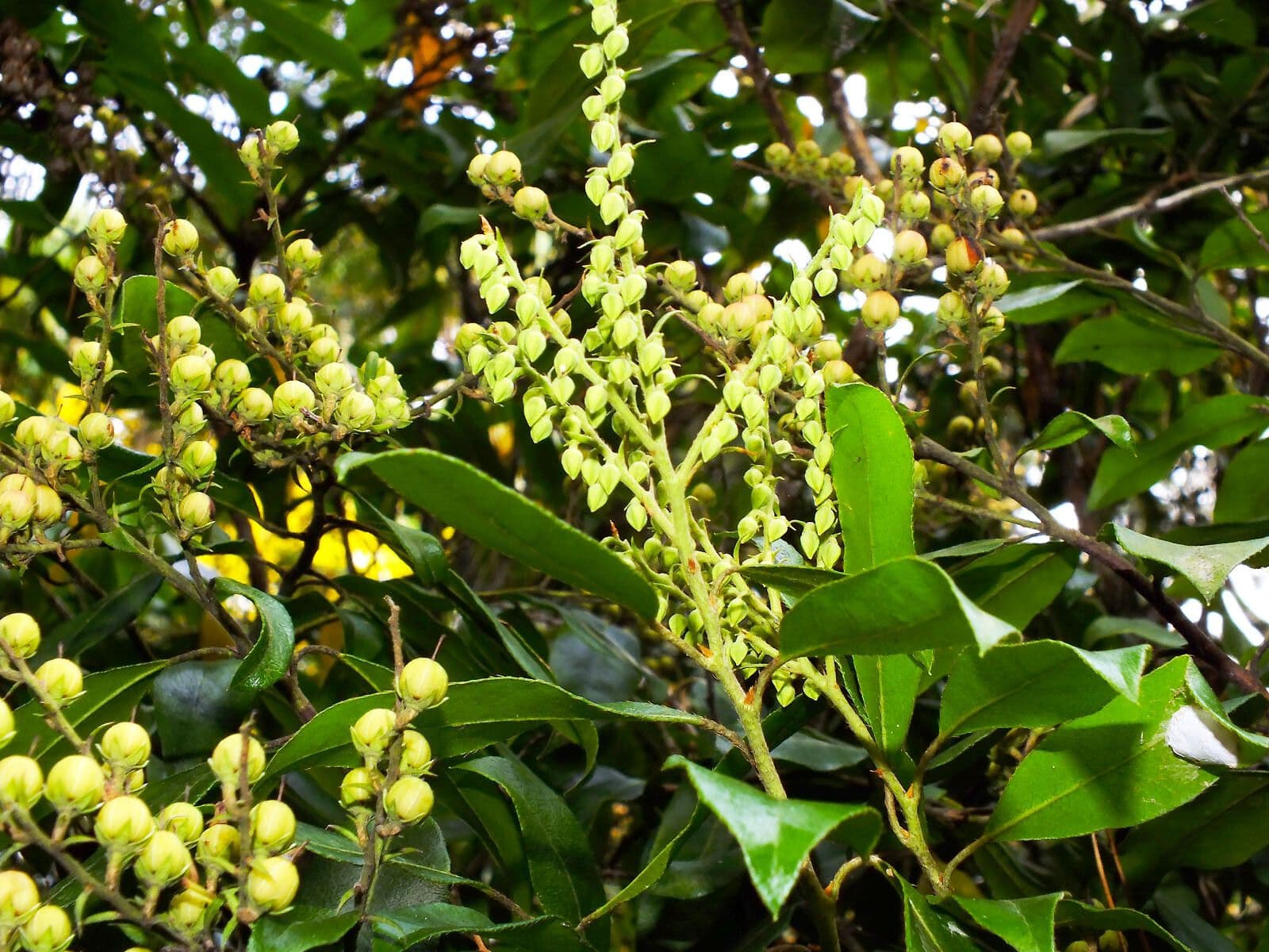 Pieris 2