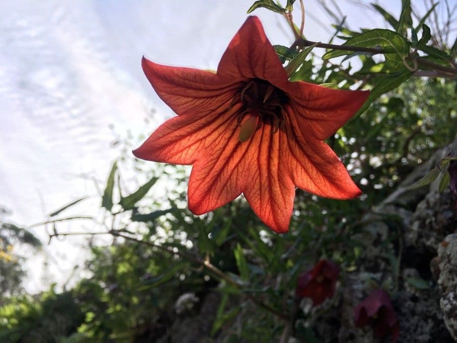 Canary bellflower 6