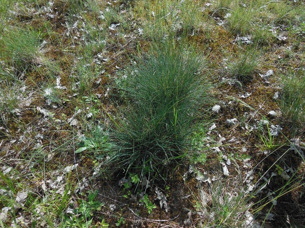 Festuca marginata 12