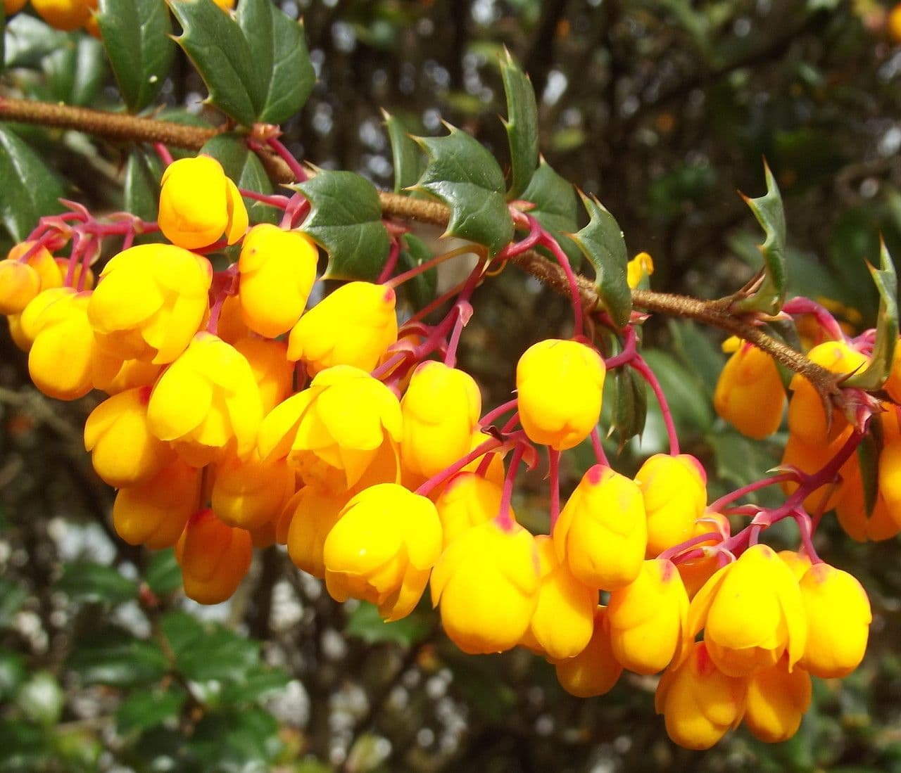 Berberis de Darwin 10