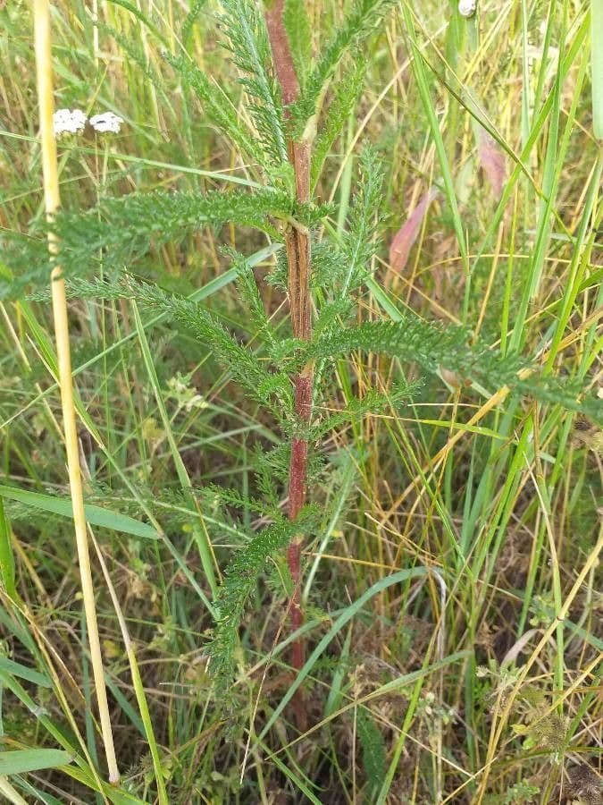 Achillée millefeuille 16