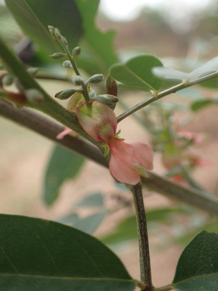 Indigofera 10