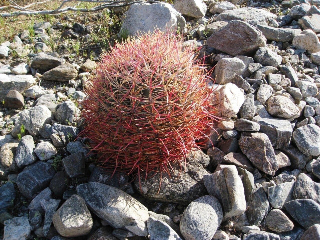 Cactus barile di Leconte 11