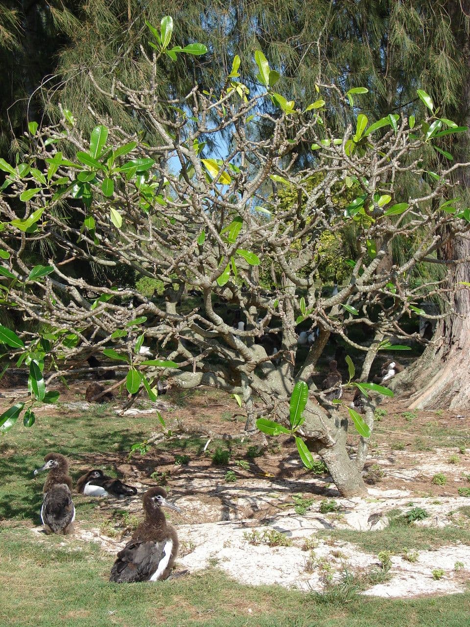 Frangipani 12