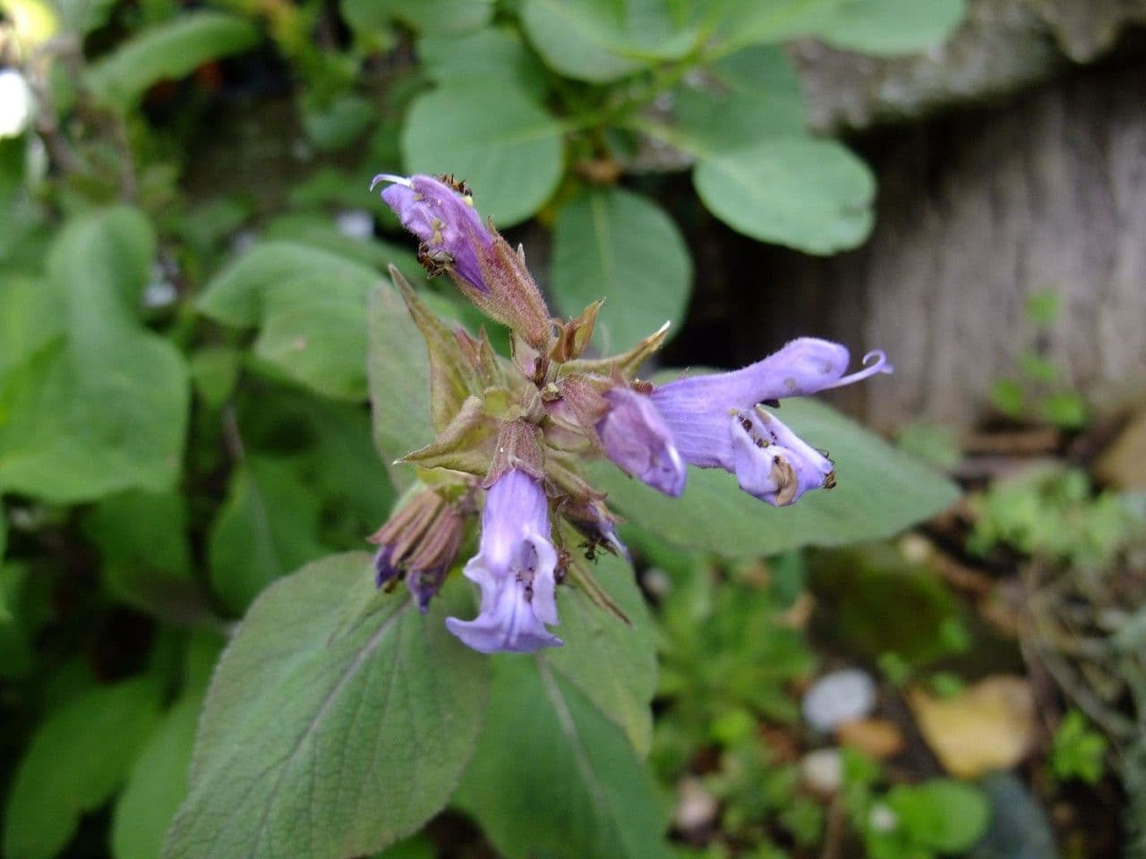 Salvia purpurea