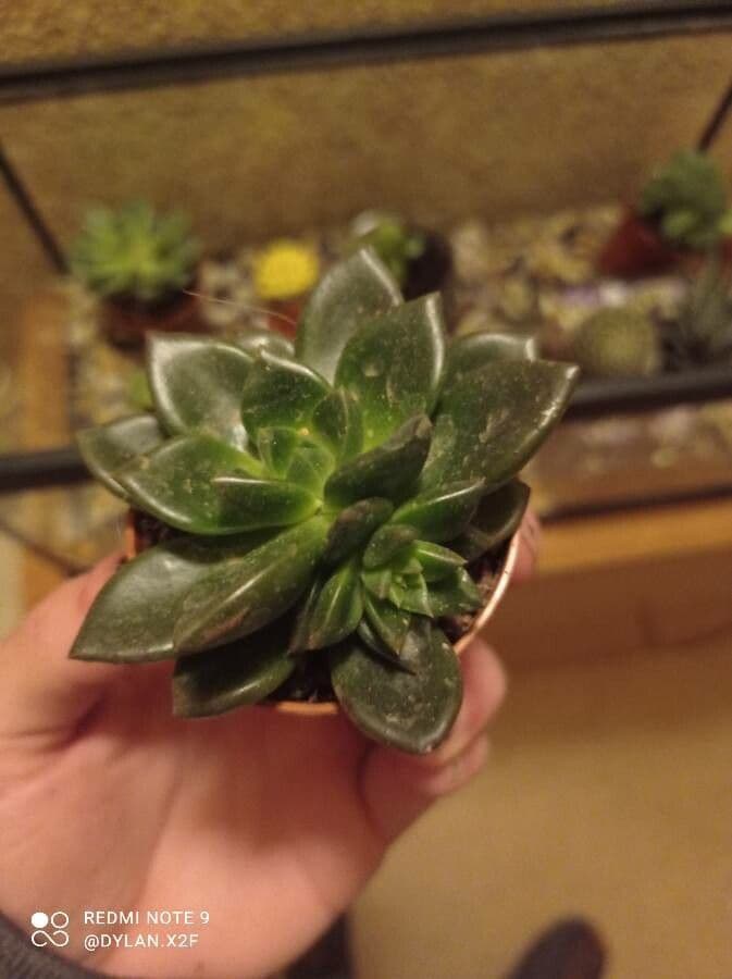 Echeveria 13