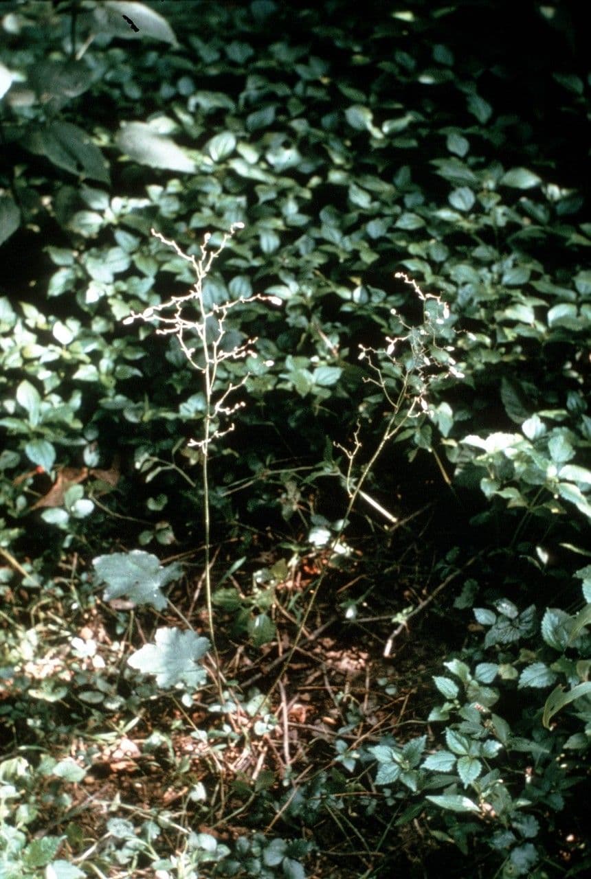 Heuchera