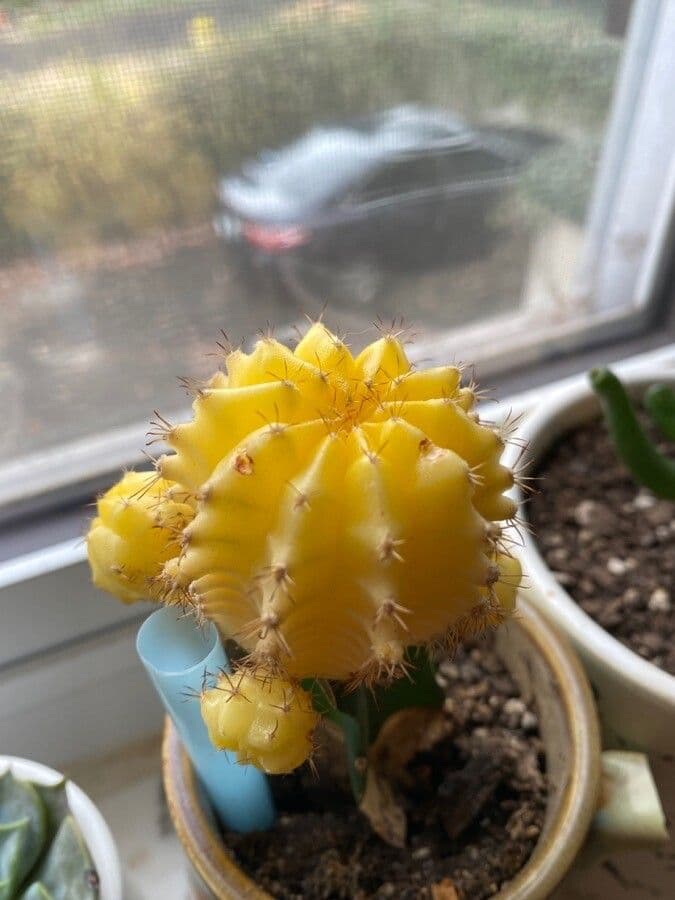 Cactus lunare 19