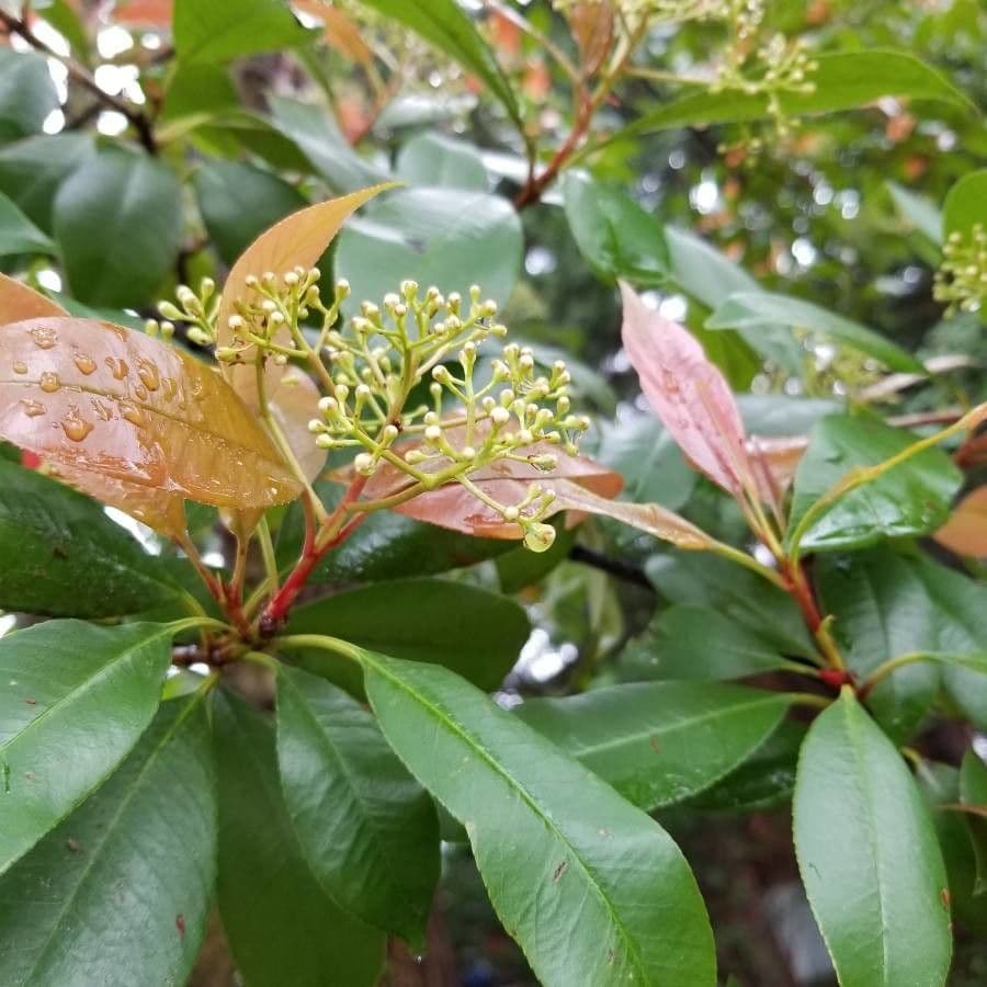 Photinia