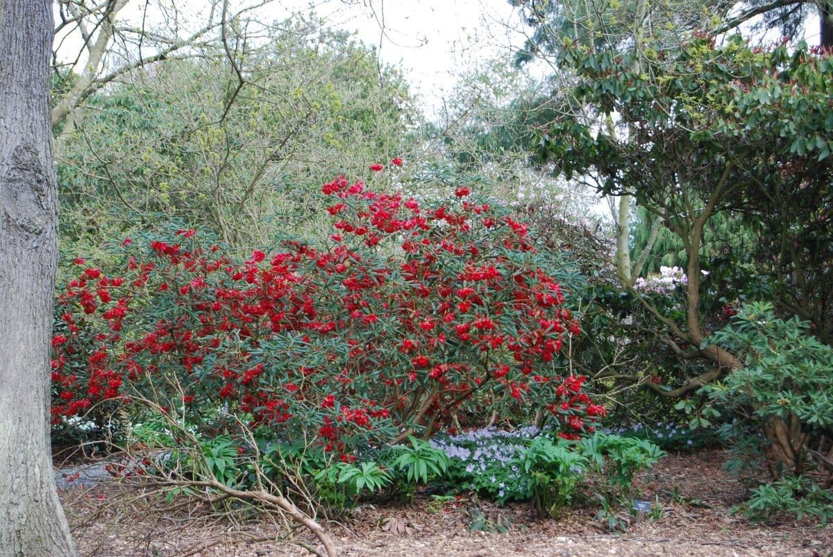 Rododendron 9
