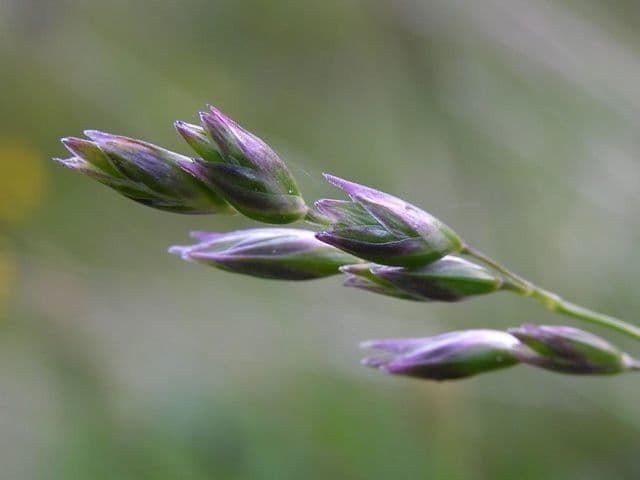Dreizahn 6
