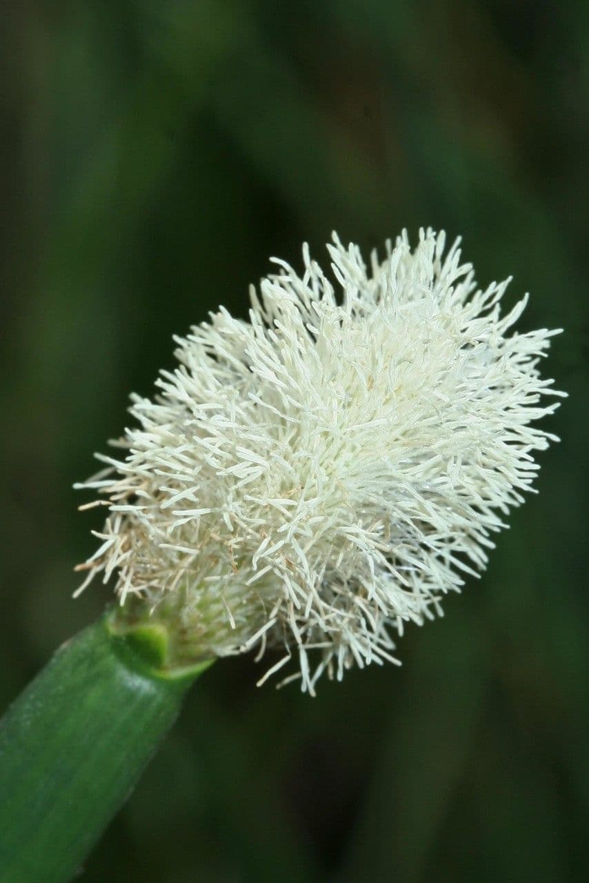Ważka 10
