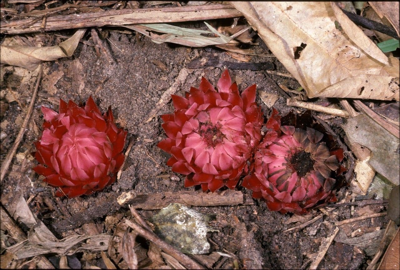 Thonningia 2