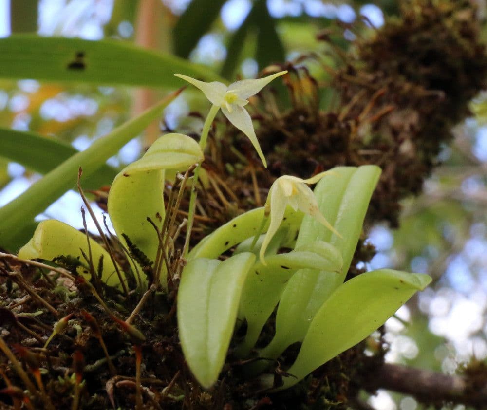 Bulbophyllum 11