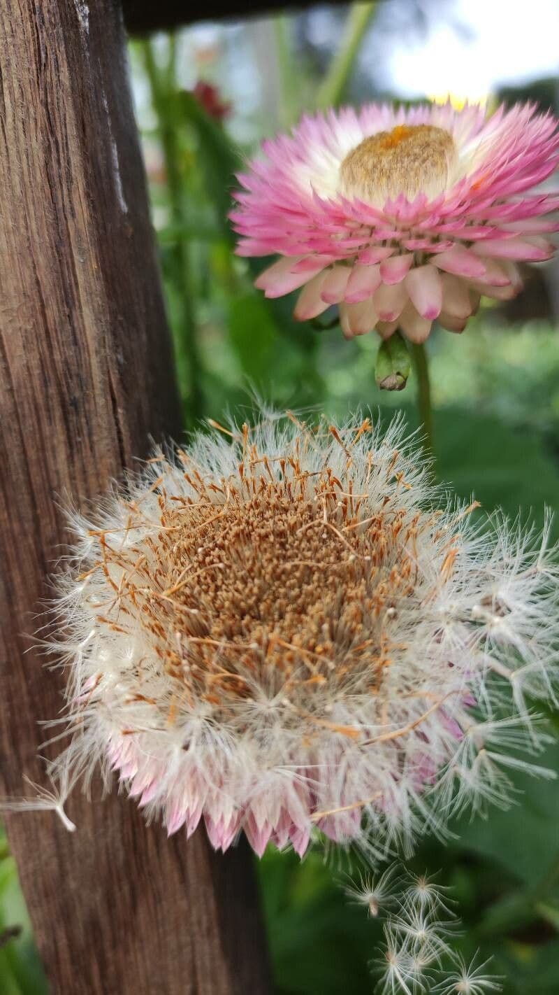 Xerochrysum