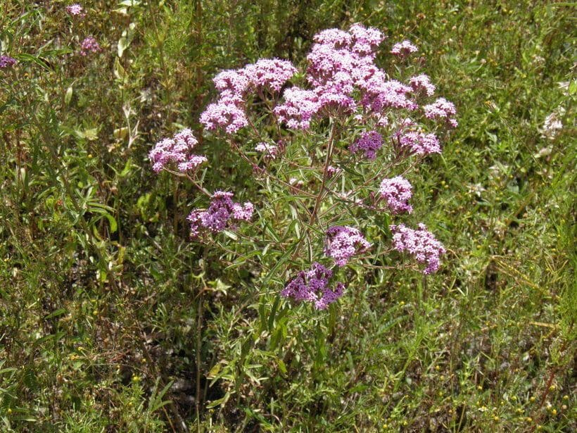 Stevia viscosa 8