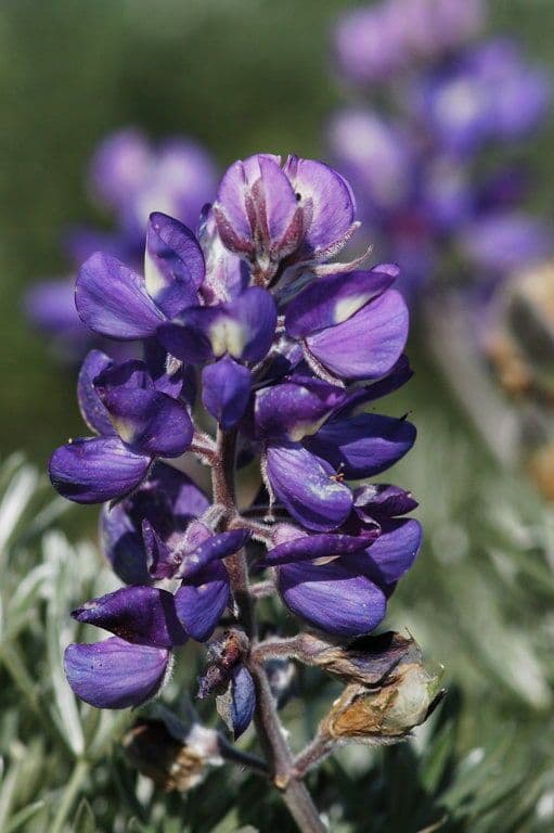 Chamisso-Lupine 3