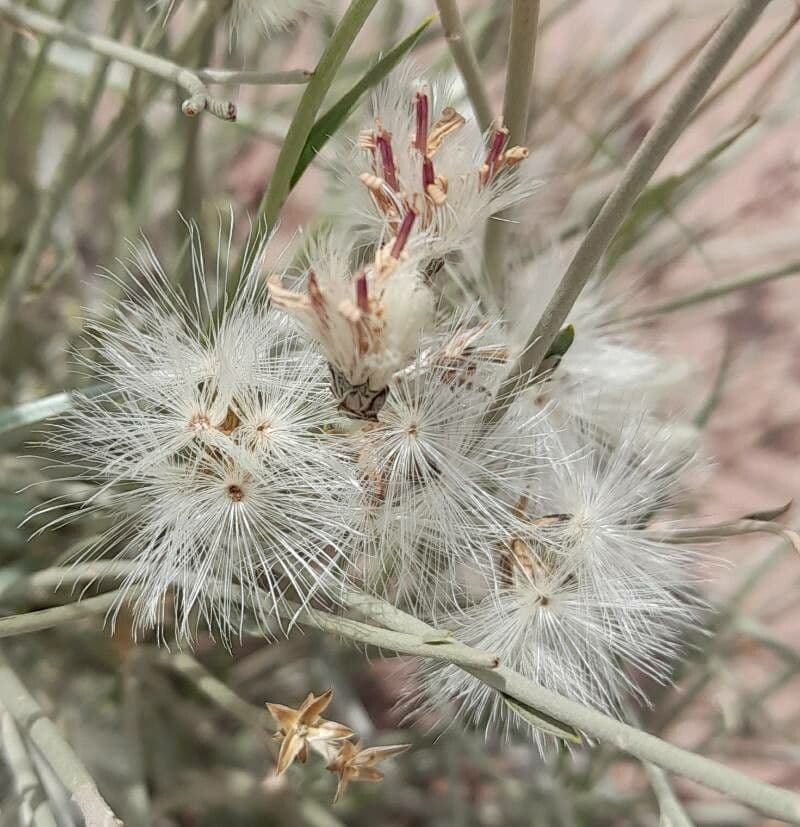 Hyalis