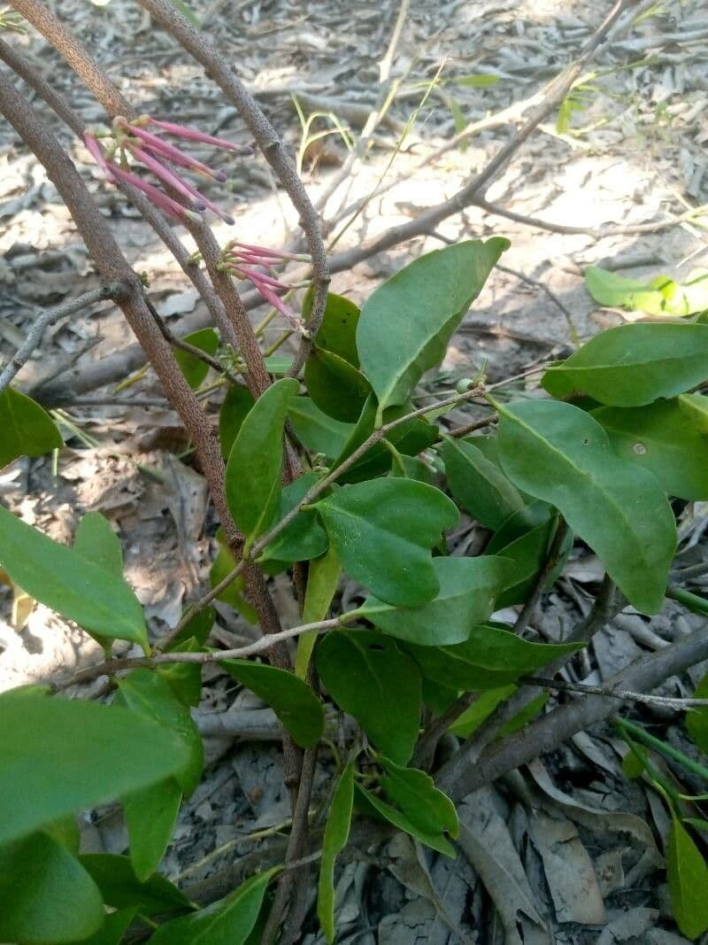 Tapinanthus 12