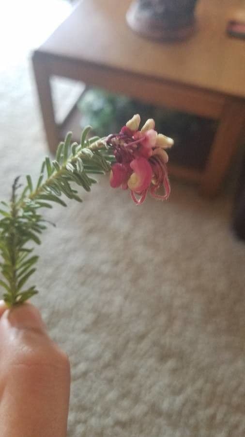 Grevillea lanosa 6