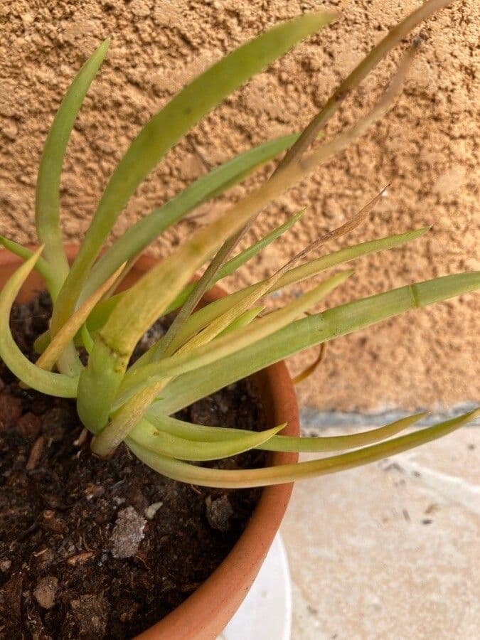 Bulbine bulbosa 12