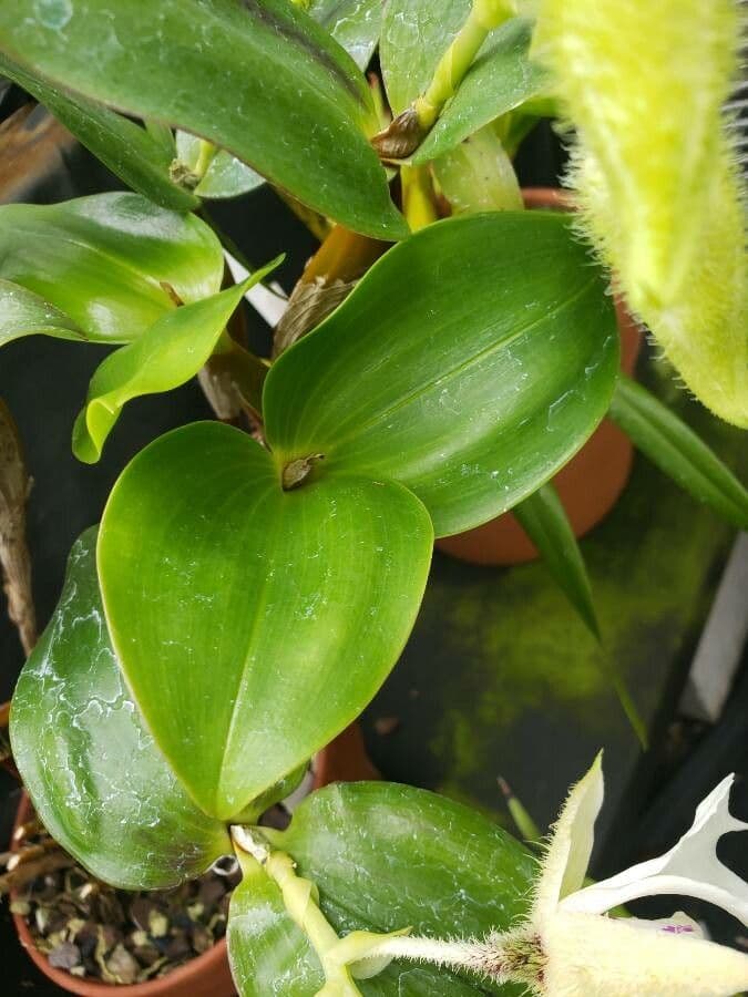 Dendrobium squisito 4