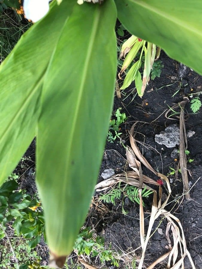 Hedychium coronarium 20