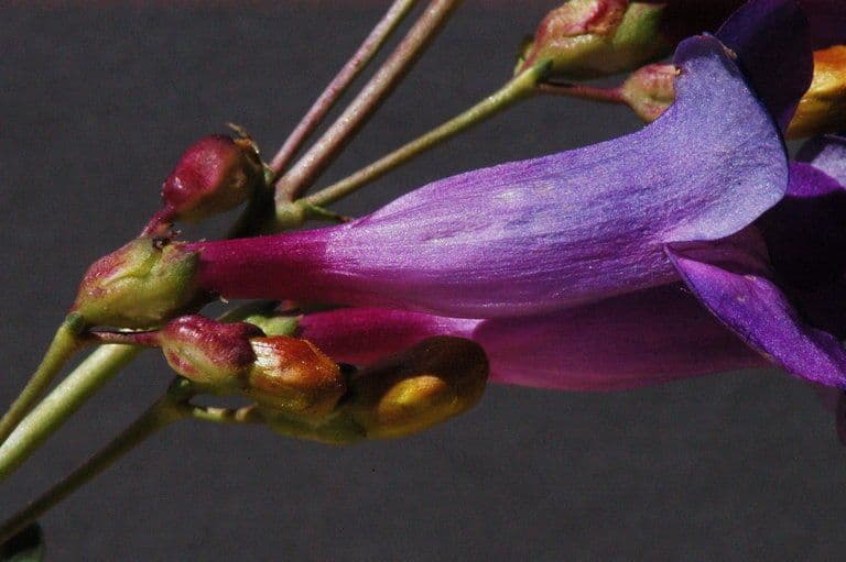 Penstemon
