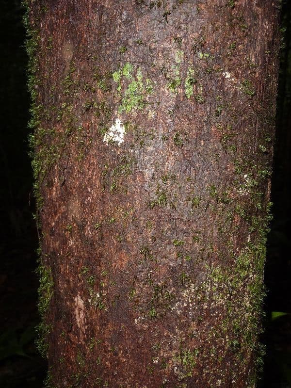 Margaritaria nobilis 15