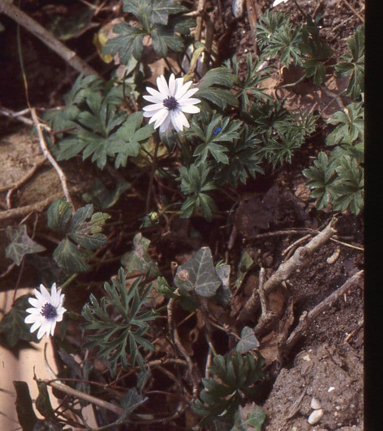 Anemone dei giardini 9